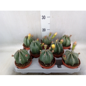 Cactus   ...
