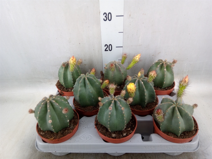 <h4>Cactus   ...</h4>
