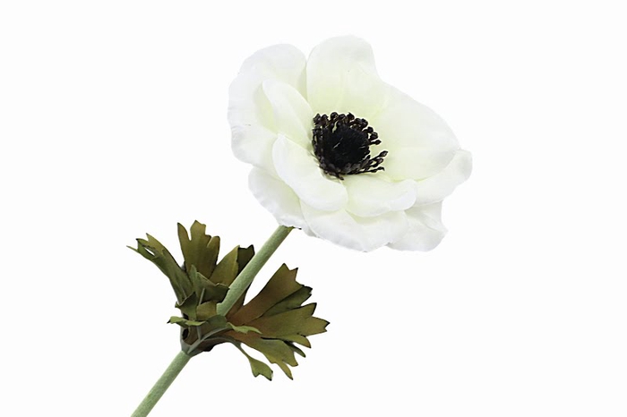 <h4>Anemone White</h4>