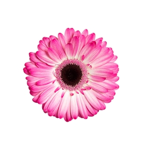 GERBERA MANDALA < 050 CM > 10 CM DIAM