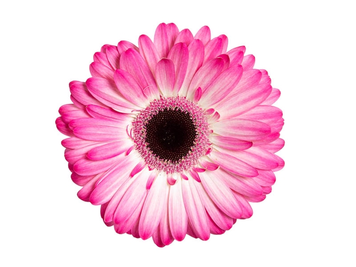 <h4>GERBERA MANDALA < 050 CM > 10 CM DIAM</h4>