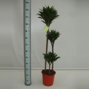 Dracaena frag. 'Compacta'