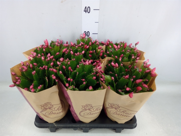 <h4>Schlumbergera   ...</h4>