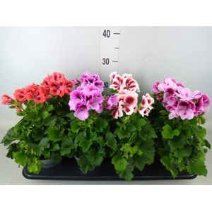 Pelargonium gran.   ..mix
