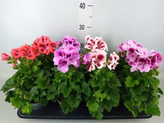 <h4>Pelargonium gran.   ..mix</h4>