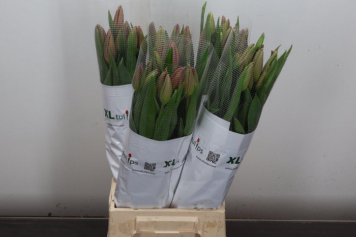 <h4>Tu Frans En La Romaine</h4>