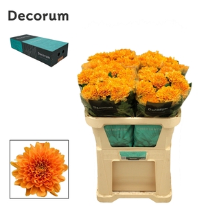 Chr G Kalimba Orange