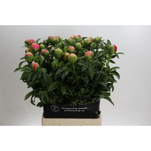Paeonia Coral Sunset Xxl