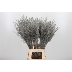 Calamagrostis Kl Bh Platina