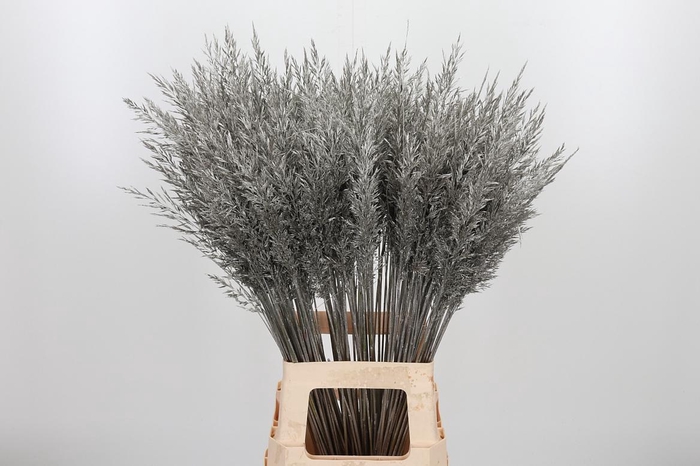 <h4>Calamagrostis Kl Bh Platina</h4>