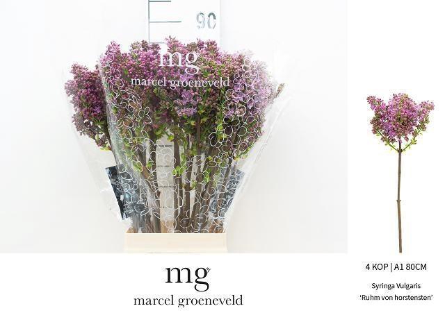 <h4>SYR V R V HORSTENST</h4>