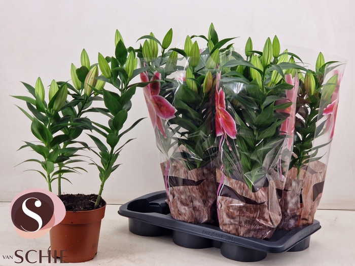 <h4>LIL OR MAGNY COURS</h4>