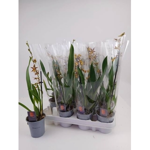 ONCIDIUM OV