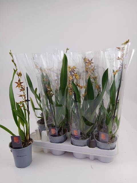 <h4>ONCIDIUM OV</h4>