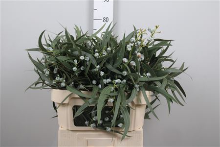 <h4>Euc Ov Blad Bs</h4>