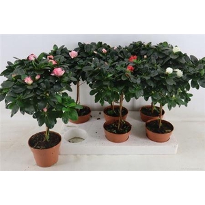 Rhodo Ov Stam