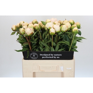 Paeonia Mothers Choice