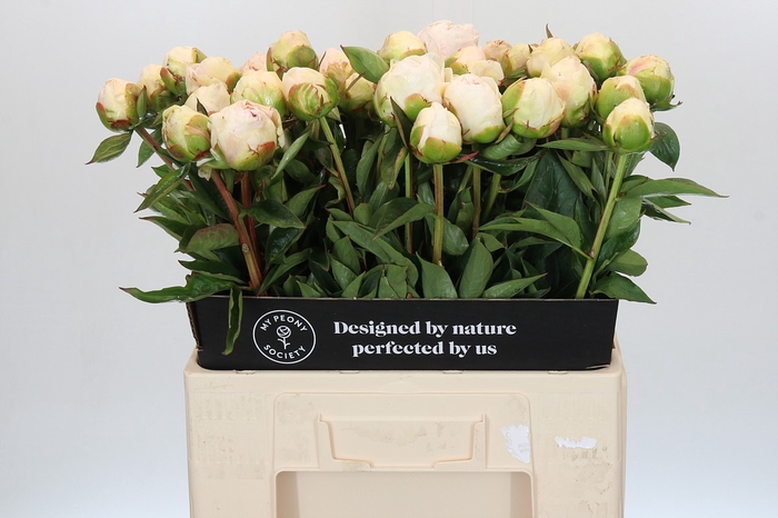 <h4>Paeonia Mothers Choice</h4>
