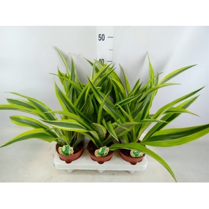 Dracaena fr de 'LemonLime'