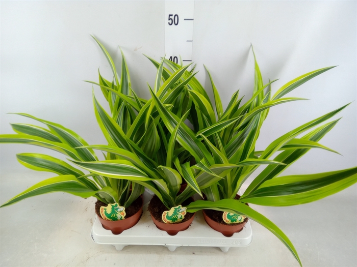 <h4>Dracaena fr de 'LemonLime'</h4>