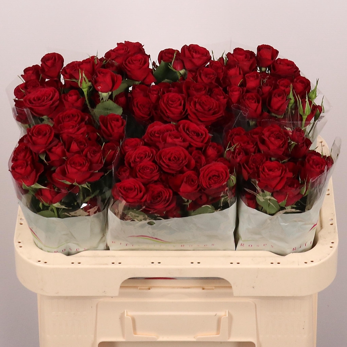 <h4>R TR Red Trendsetter</h4>