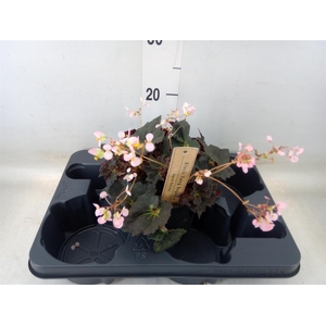 Begonia BD   ...
