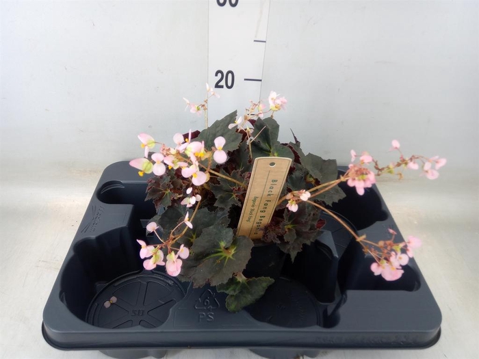 <h4>Begonia BD ...</h4>