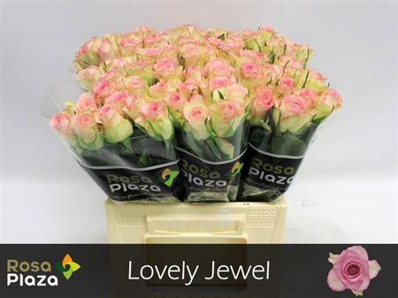 <h4>R Gr Lovely Jewel</h4>