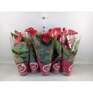 Anthurium andr. 'Minnesota'