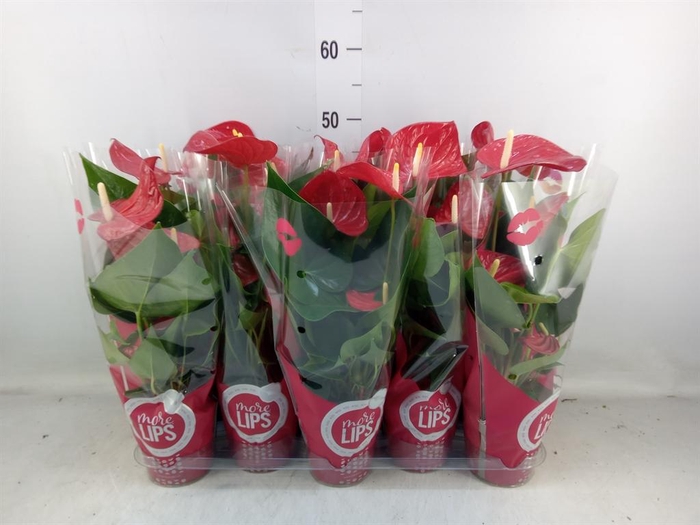 <h4>Anthurium andr. 'Minnesota'</h4>