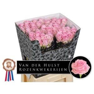 R Gr Zaina Hulst