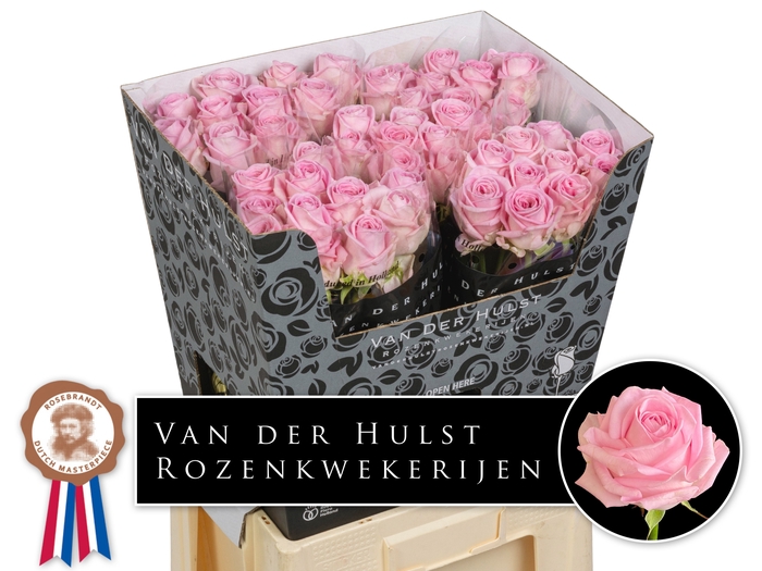 <h4>R Gr Zaina Hulst</h4>