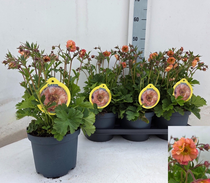 <h4>GEUM CHILOENSE</h4>