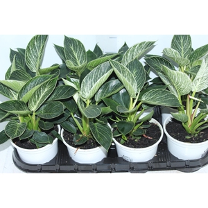 PHILODENDRON BIRKIN P15