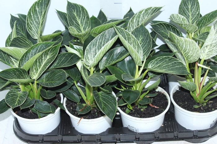 <h4>PHILODENDRON BIRKIN P15</h4>