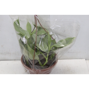 PHILODENDRON GREY C21