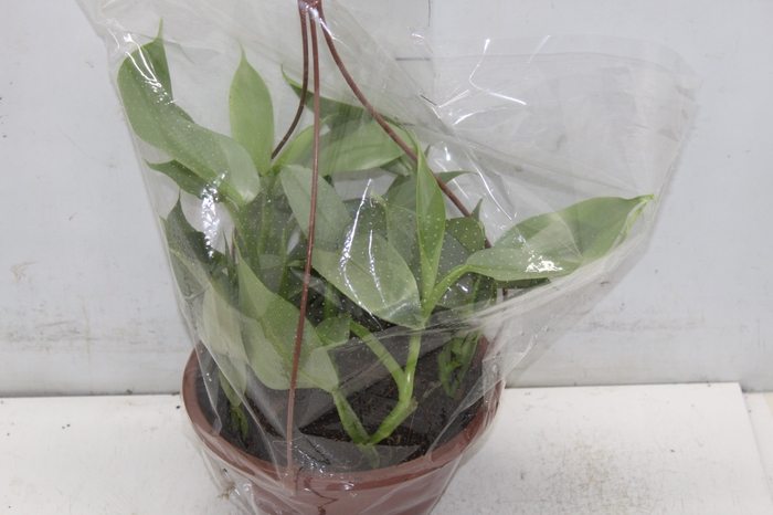 <h4>PHILODENDRON GREY C21</h4>