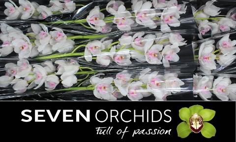 <h4>CYMB T DOS PUEBLOS</h4>