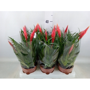 Vriesea  'Astrid'