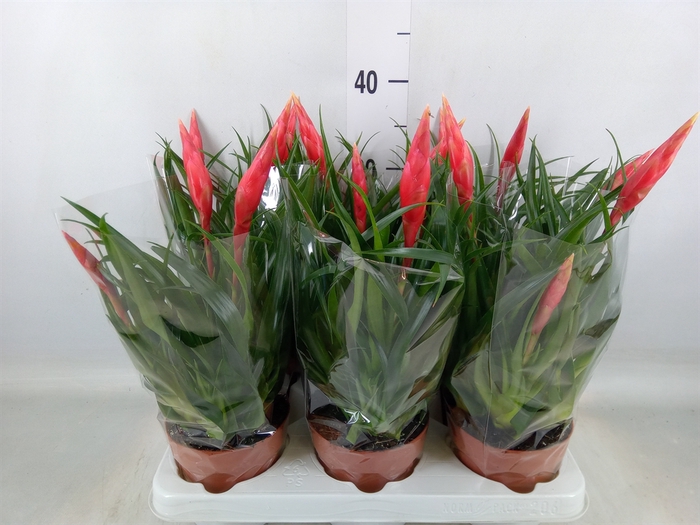 <h4>Vriesea  'Astrid'</h4>