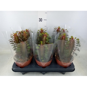 Euphorbia trigona 'Rubra'