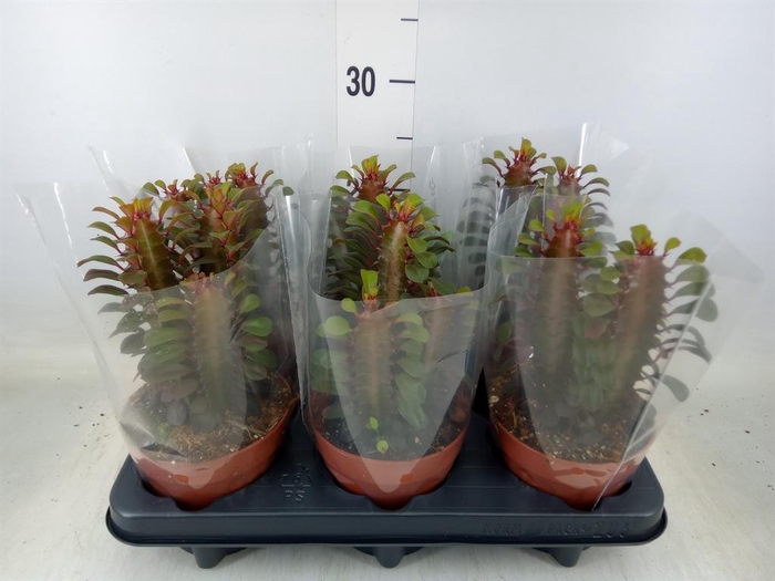 <h4>Euphorbia trigona 'Rubra'</h4>