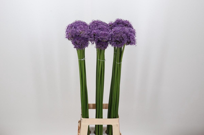 <h4>Allium Gladiator</h4>