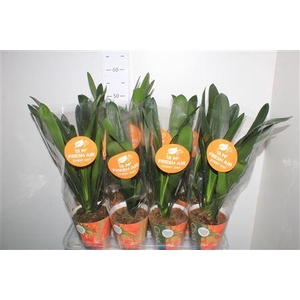 Clivia Mi