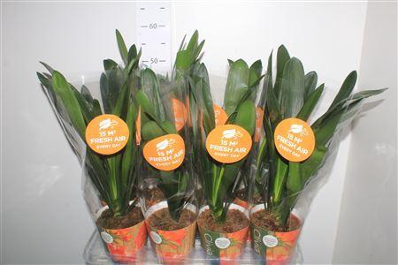 <h4>Clivia Mi</h4>