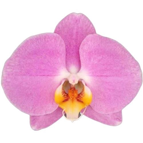 <h4>Flower Symphony | Tampa | Phalaenopsis 3 spike</h4>