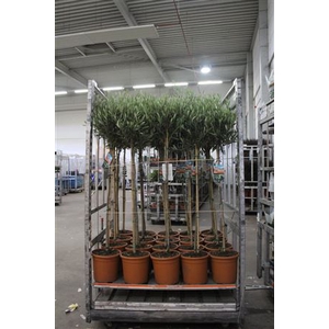 Olea Europaea
