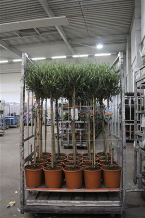 <h4>Olea Europaea</h4>