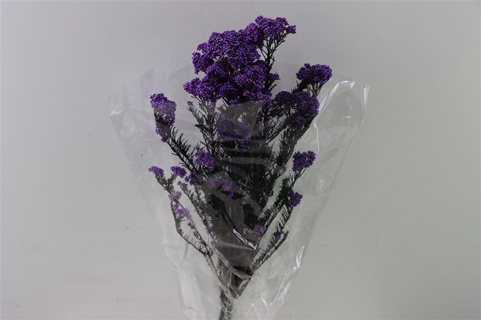 Dried Ozothamnus Lilac Bunch Slv