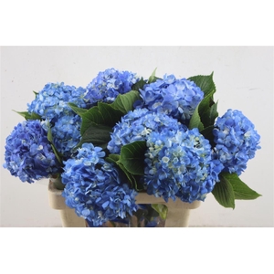 Hydr. M Dark Blue 60-16